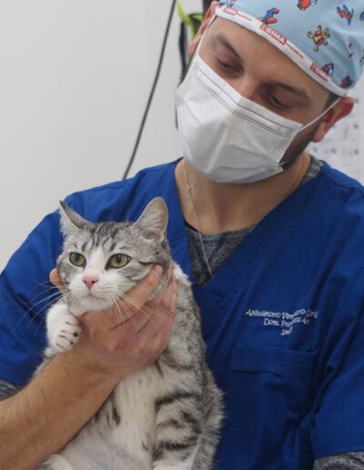 Ambulatorio Veterinario Chirignago giornata del gatto